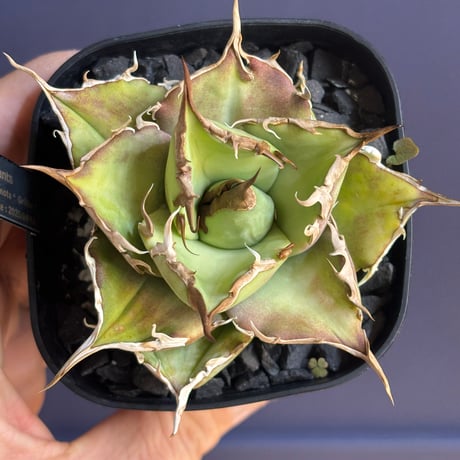 【特別SALE中】GALAXY産　Agave titanota"Griffin（5-91GS6）