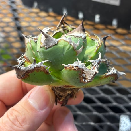 【Berlin産】Agave titanota"麻花龍1