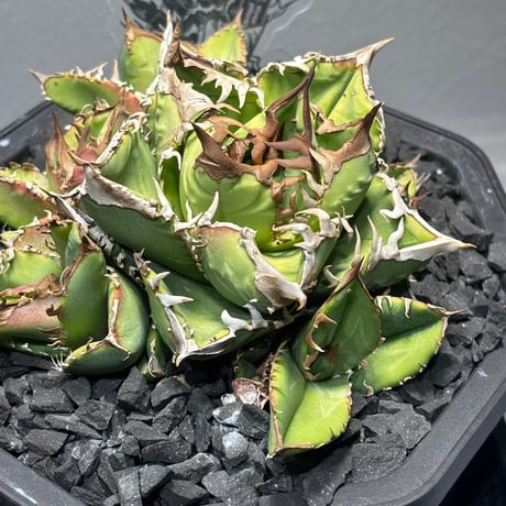 【特別SALE中】Agave titanota"毒蛇