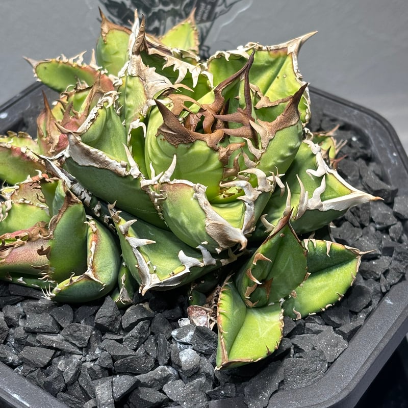 特別SALE中】Agave titanota