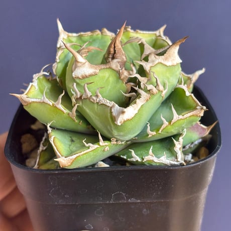【特別SALE中】台湾趣味家産　Agave titanota"清櫻