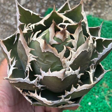 Agave titanota"shark6-83SH1