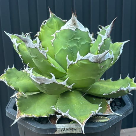 Agave titanota"大白火焔