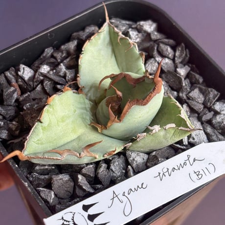Agave titanota"DennisB11