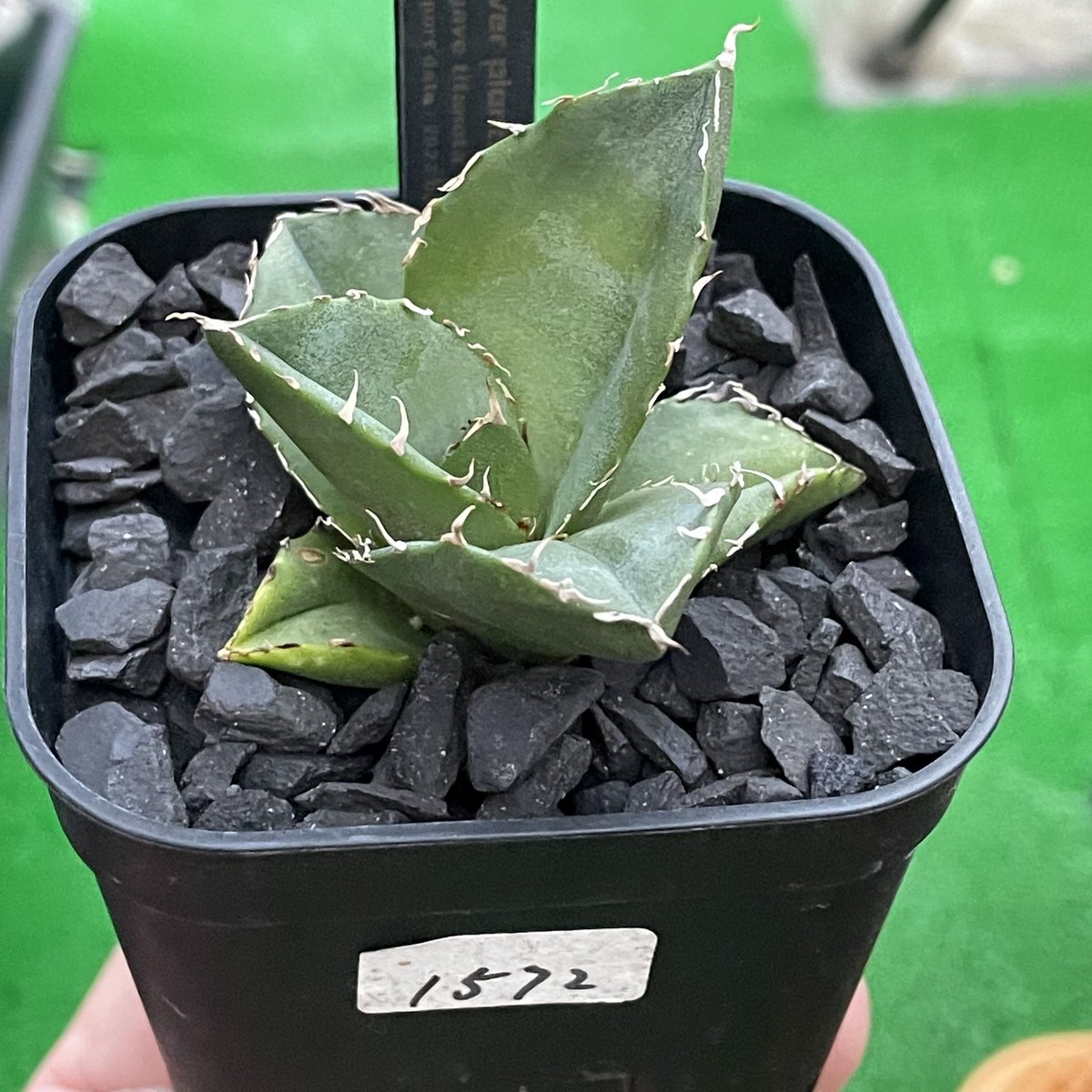 お気に入りの agave titanota 円 植物/観葉植物 - klinikaepilacji.pl