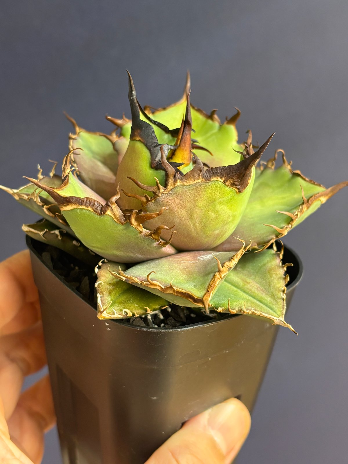 特別SALE中】 Agave cho産 Agave titanota