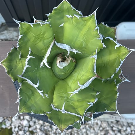 Agave titanota"大白火焔