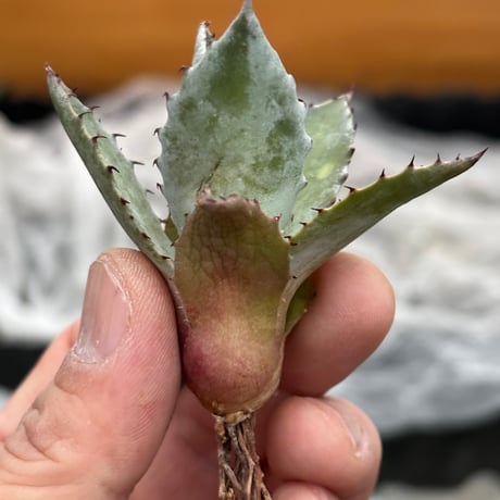 Agave hybrid(甲蟹×雷神)×屈原の舞扇