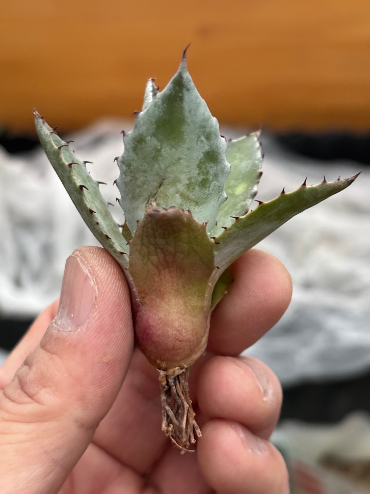 Agave hybrid(甲蟹×雷神)×屈原の舞扇 | ever_plants