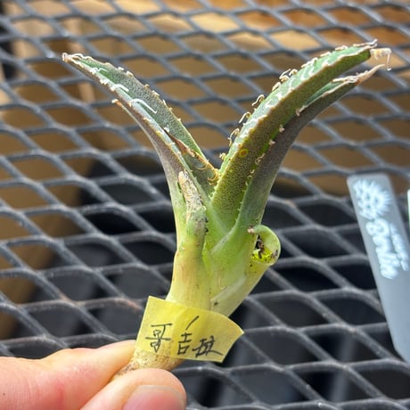【Berlin産】Agave titanota"哥吉拉1