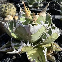 【特別SALE中】Agave titanota"GODZILLA
