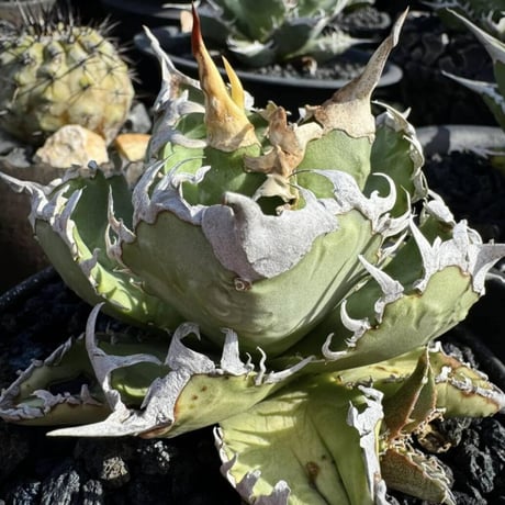 【特別SALE中】Agave titanota"GODZILLA