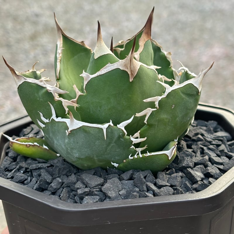 No.031【 AGAVE TITANOTA 】強棘 まん丸 ボールタイプ No.031【 AGAVE TITANOTA 】強棘 まん丸 ボールタイプ