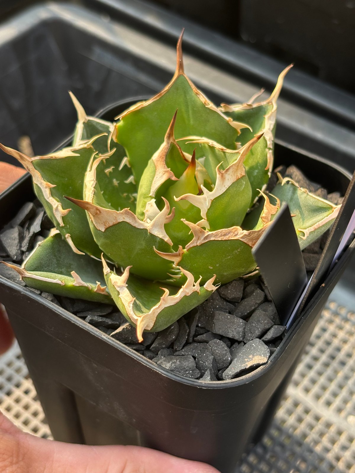 速達【鉢ごと発送】大特価　活着　REZA産　アガベ　Nova ノヴァ 速達【鉢ごと発送】大特価 活着 REZA産 アガベ Nova ノヴァ