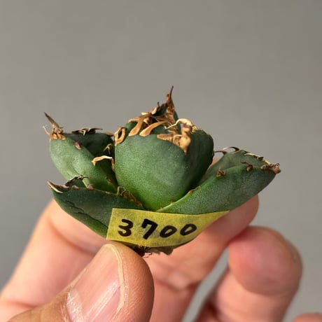 Agave titanota" 魔丸3700