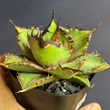 【特別SALE中】 Agave cho産　Agave titanota"Dennis043
