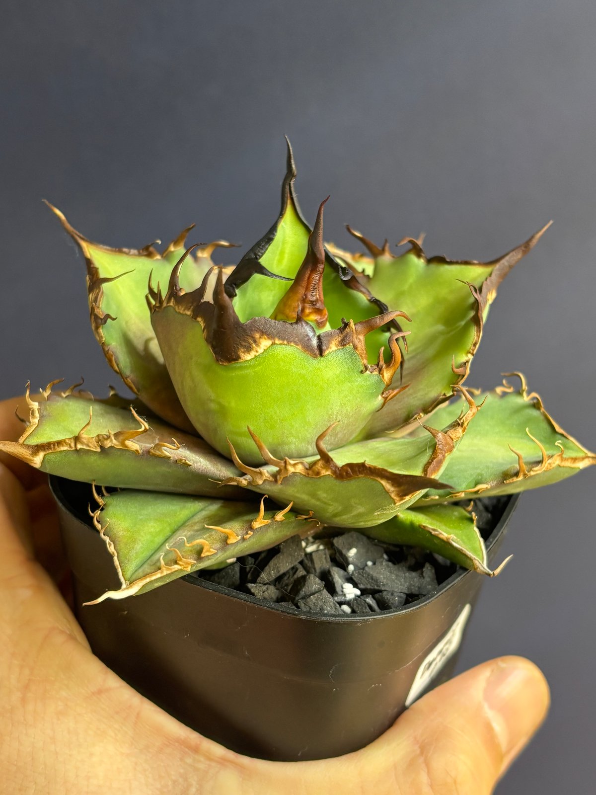 特別SALE中】 Agave cho産 Agave titanota