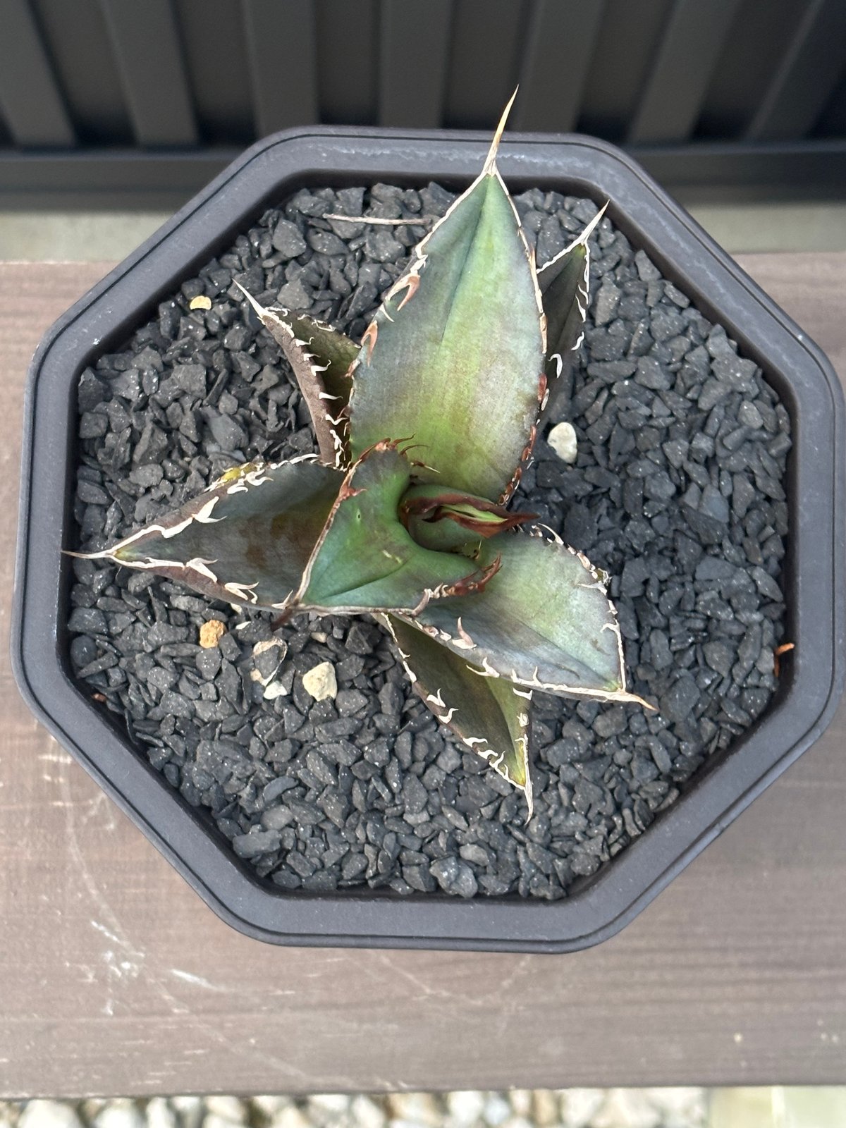 Agave titanota