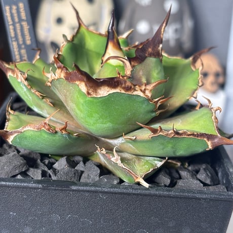 Agave titanota"狂鬥牛
