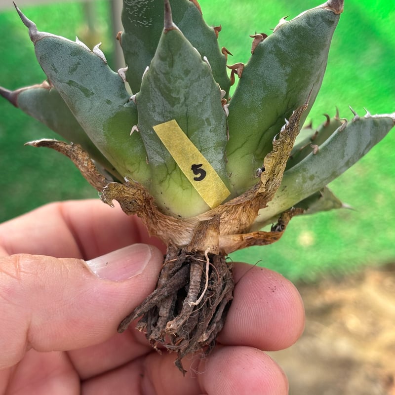 Agave utahensis×hades 妖帝 | ever_plants