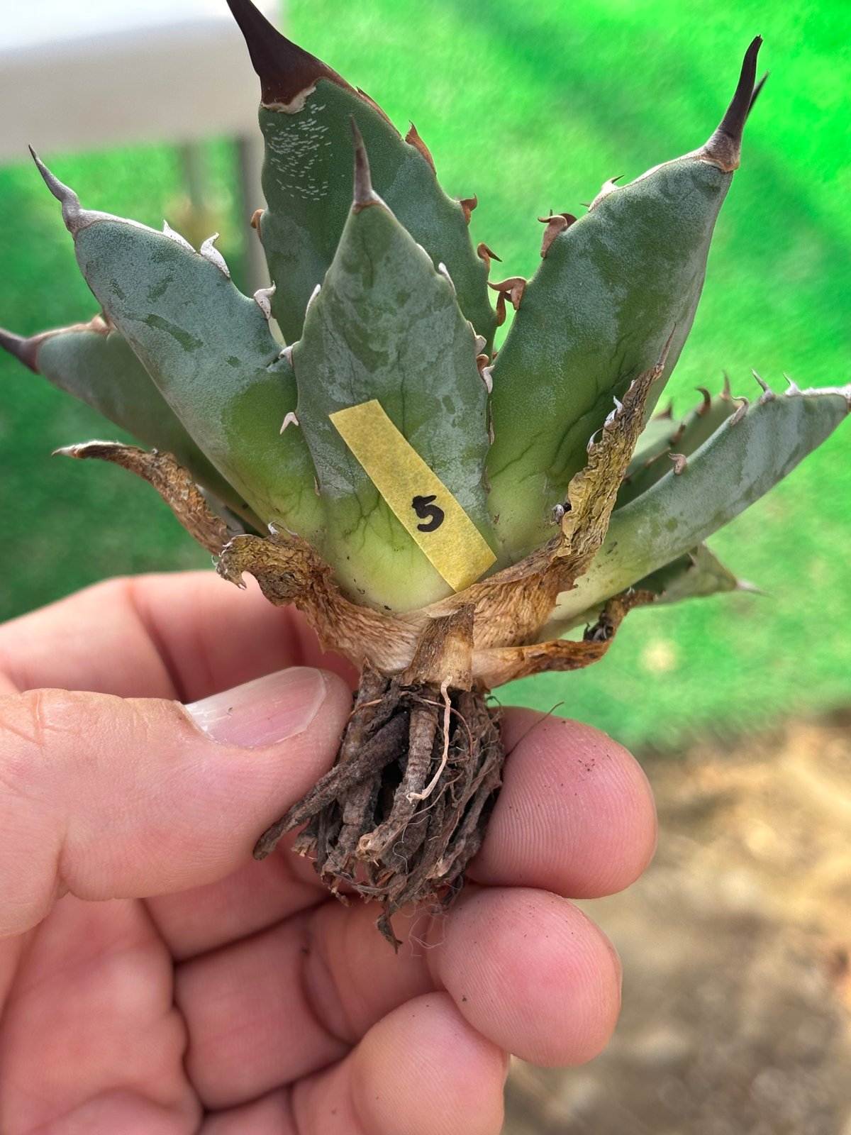 Agave utahensis×hades 妖帝 | ever_plants