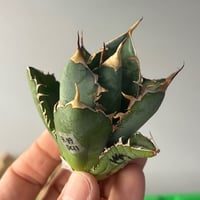 【特別SALE中】Agave titanota"Dragonclow7-99-11