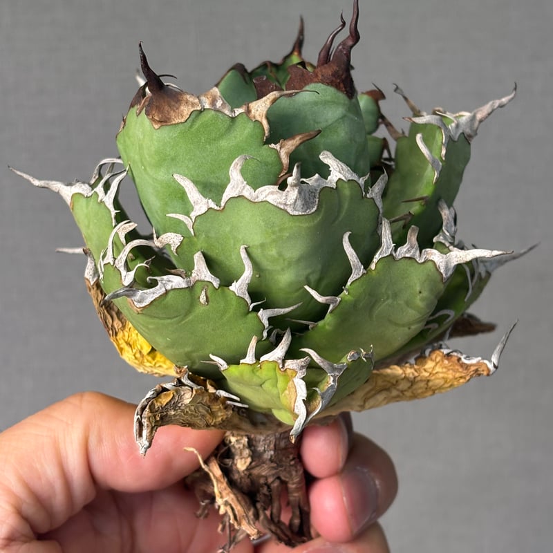Agave titanota (アガベ)Dennis045 Agave titanota
