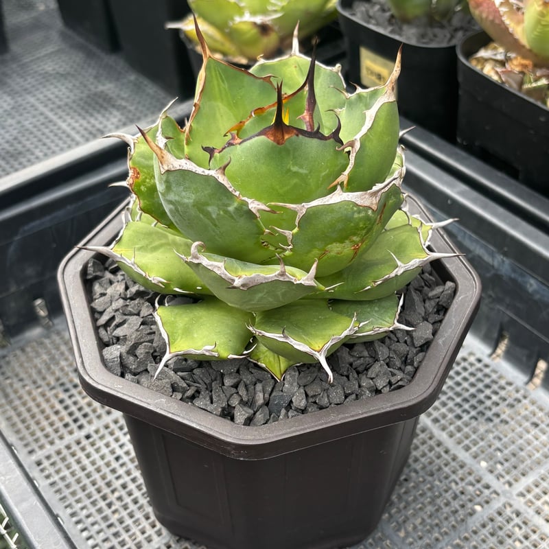 Agave titanota