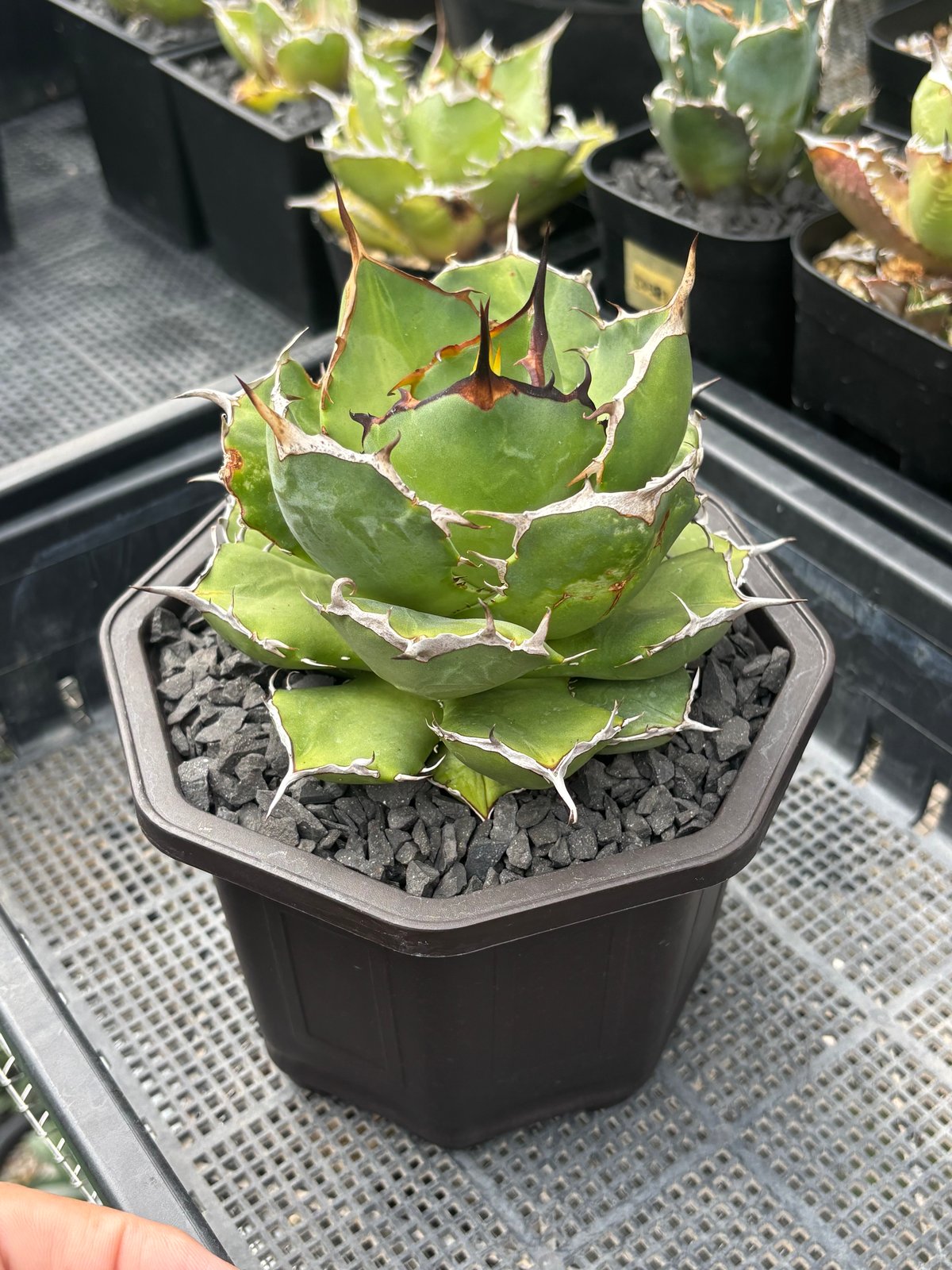 Agave titanota