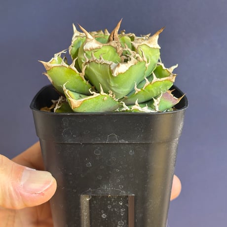 【特別SALE中】台湾趣味家産　Agave titanota"清櫻