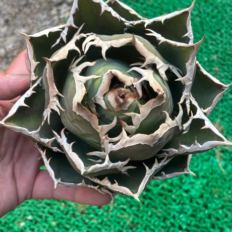 Agave titanota"shark6-83SH1