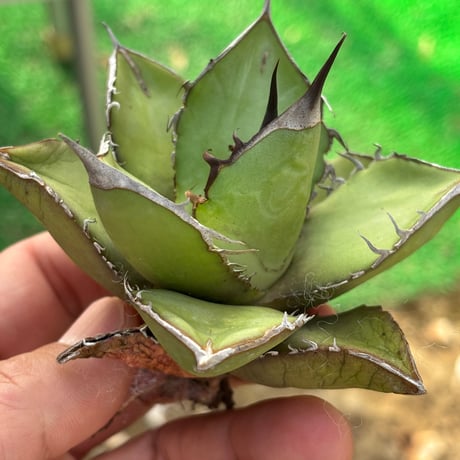 Agave  titanota"seeding