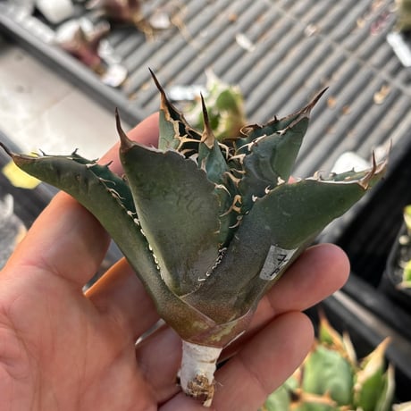 【特別SALE中】GALAXY産　Agave titanota"AG140（7-198-2）