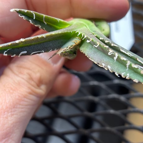 【Berlin産】Agave titanota"哥吉拉1