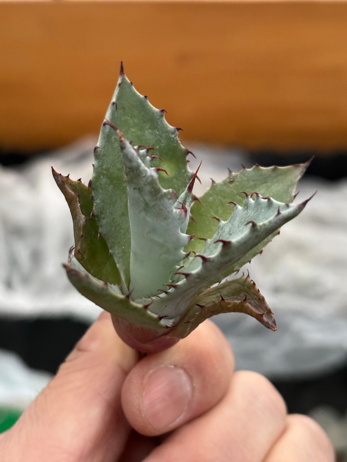 Agave hybrid(甲蟹×雷神)×屈原の舞扇 | ever_plants Agave hybrid(甲蟹×雷神)×屈原の舞扇 | ever_plants