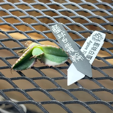 【特別SALE中】Berlin産　Agave titanota"藍球白覆輪1