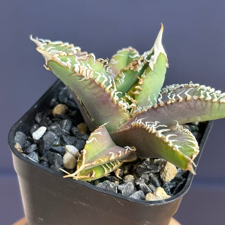 【特別SALE中】Agave titanota"GODZILLA