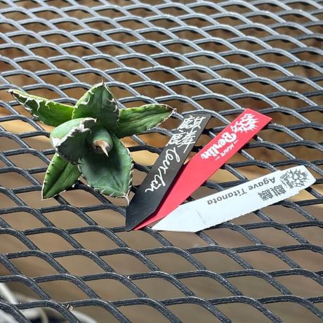【特別SALE中】Berlin産　Agave titanota"麒麟2