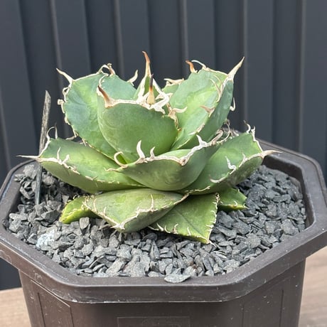 Agave titanota"no name1559