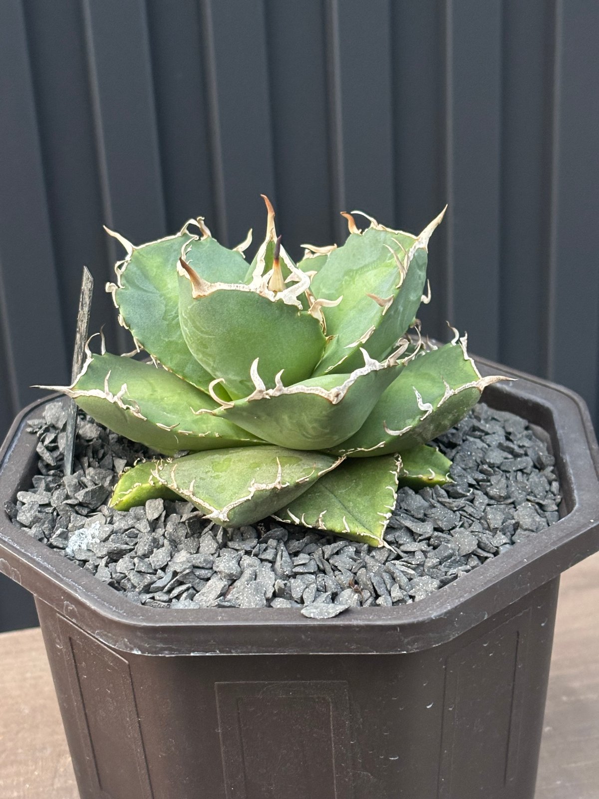 Agave titanota ノーネーム アガベ・チタノタ（ノーネーム）003｜agave titanota No Name | Plu