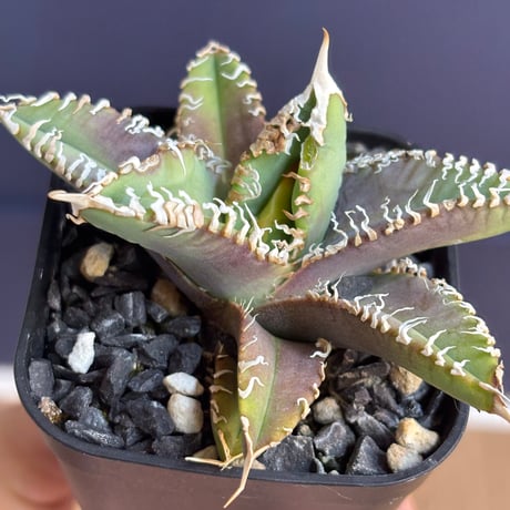 【特別SALE中】Agave titanota"GODZILLA
