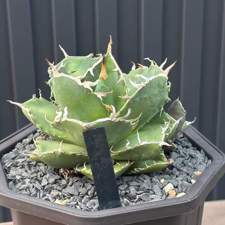 Agave titanota"no name1558