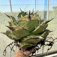 【Berlin産】Agave titanota"雷虎1