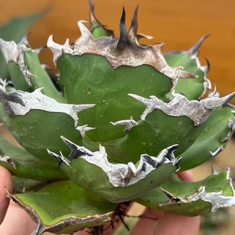 Agave titanota"狂鬥牛