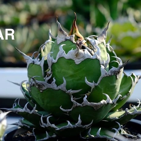 【特別SALE中】Berlin産　Agave titanota" caesar3