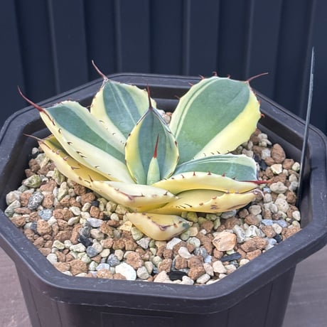 Agave Parryi Truncata “Orizaba”