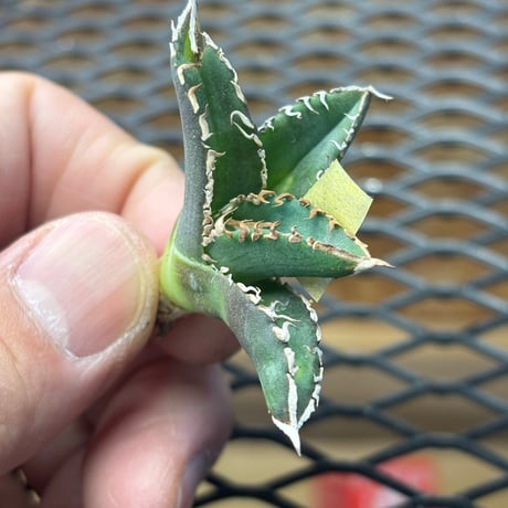 【Berlin産】Agave titanota"朱雀2