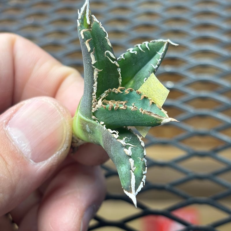 Berlin産】Agave titanota