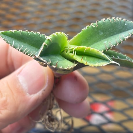 Berlin産　Agave titanota"大白鯊黄覆輪2