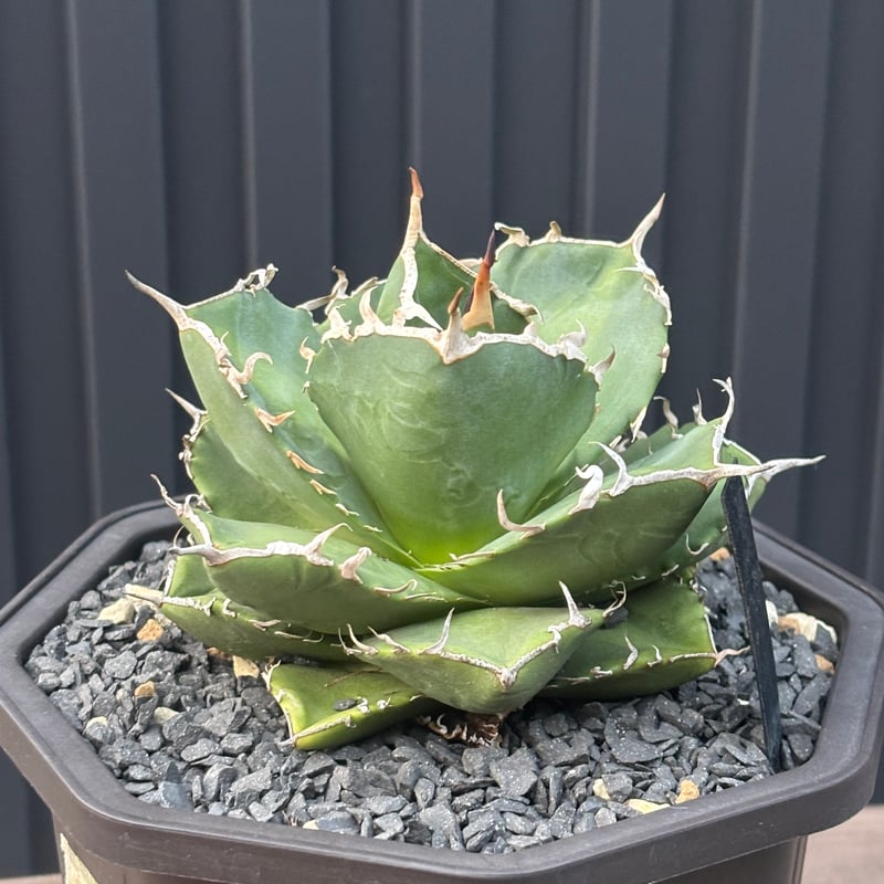 Agave titanota
